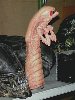 CHESTBURSTER