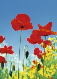 FOTOTAPETE - MOHNBLUMEN - POPPY FIELD